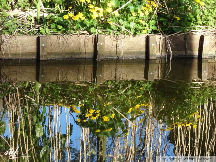 summer reflections