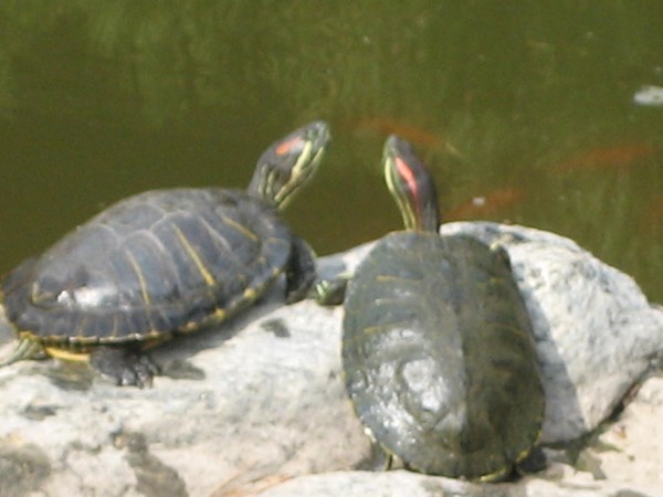 turtles at tea garden