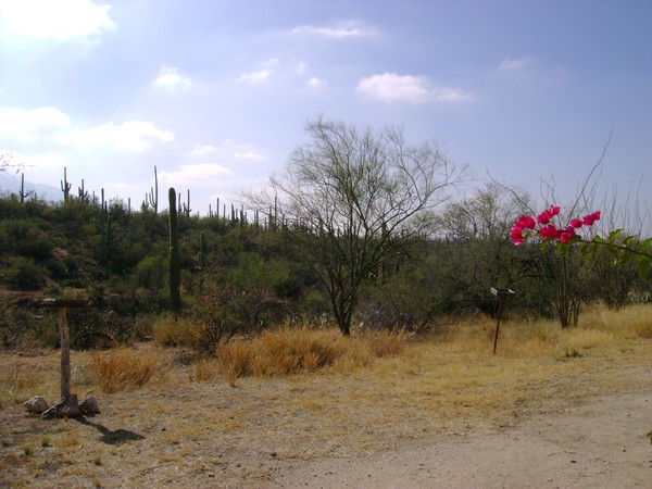 The Beautiful Tucson Desert