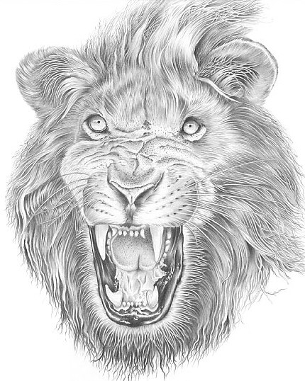 growling male lion