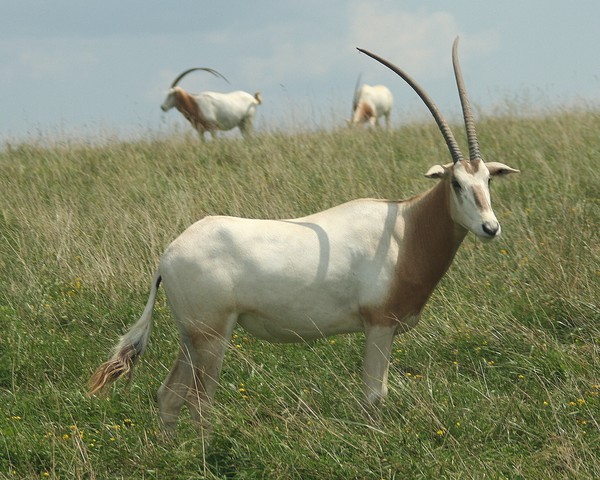 Scimitar-horned Oryx on the Hill