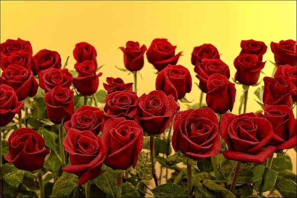 Red Roses