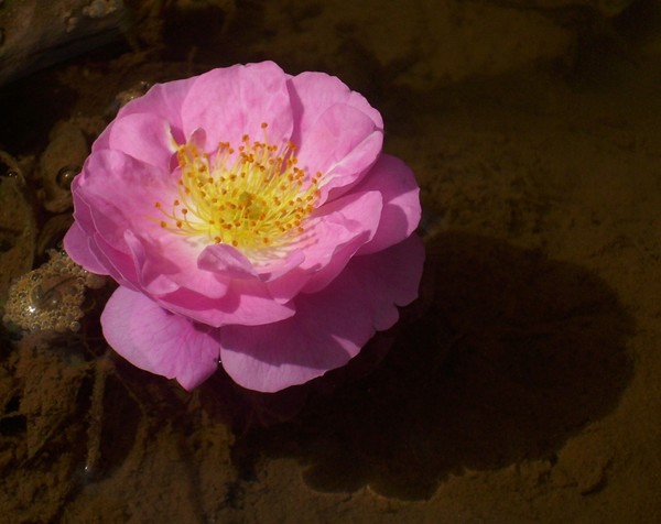 wild rose on still water