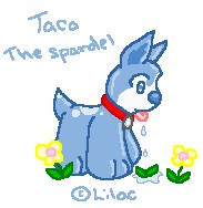 Taco The Spardel! =D