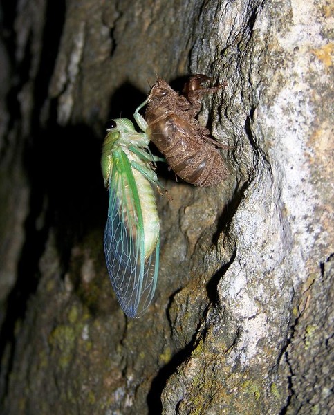 Cicada13