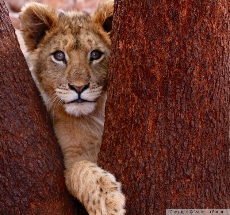 serie This is Africa/Baby lion
