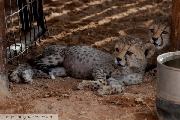 cheetah cubs0