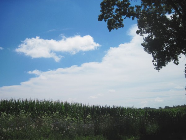 Cornfield 1 (1)