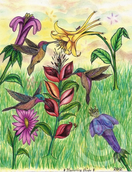 The Hummingbirds Paradise Original Drawing