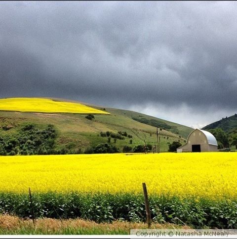 Perfect Fields of Yellow