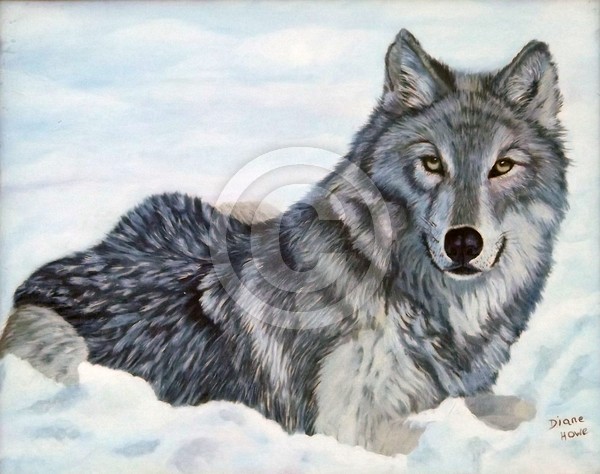 Snow Wolf