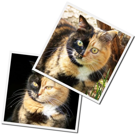 Photos of a cats- SmartPhotoEditors