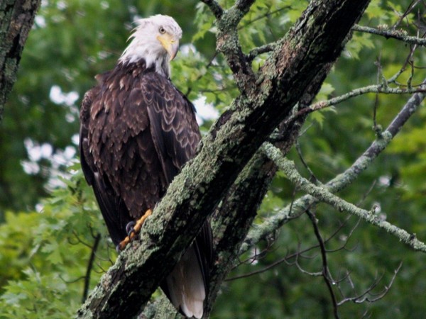 Eagle Watching