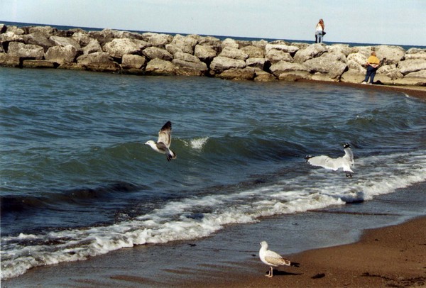 Seagulls at Lake Erie