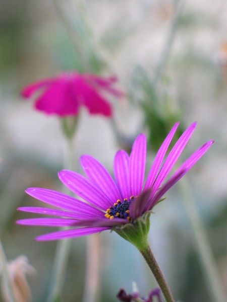 Flores del Jardín