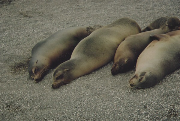sleeping  seals Galapagos