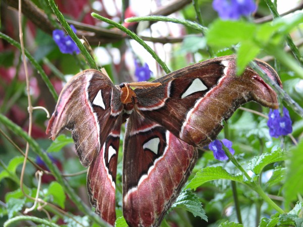 Attacus Atlas Moth