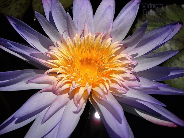 Midnight Embers Waterlily