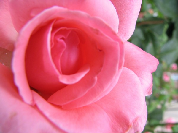 Pink   Rose Blossom 