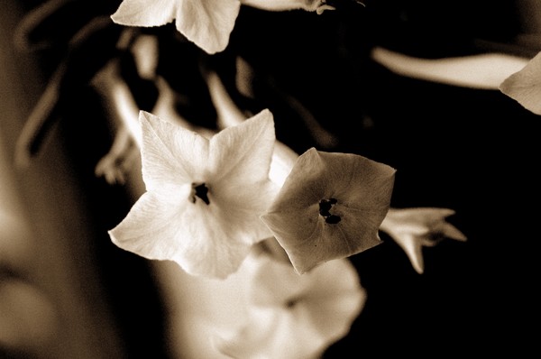 Black and White Flowers 2