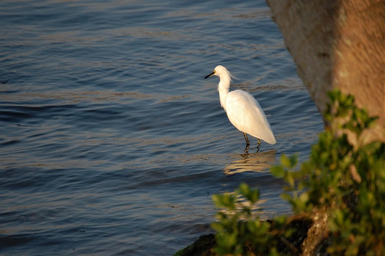 Egret on River Edgewater, Florida