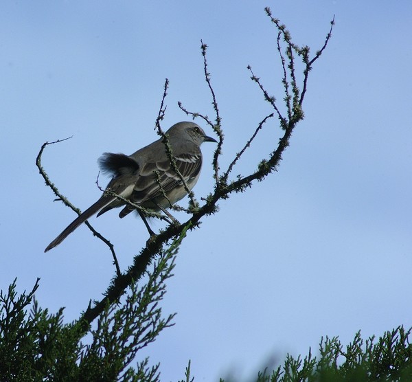 Mocking Bird in a Cedar Tree