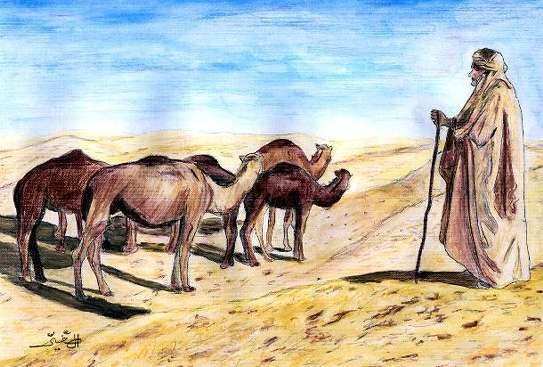 camel shepherd
