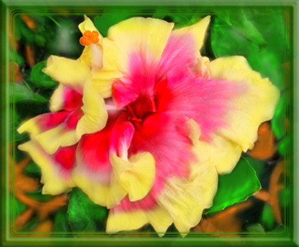 Yellow and pinkish Prize winning double Hibiscus 