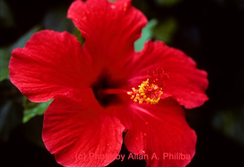 Red Hibiscus