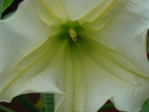 Exquisite Angel's Trumpet Flower