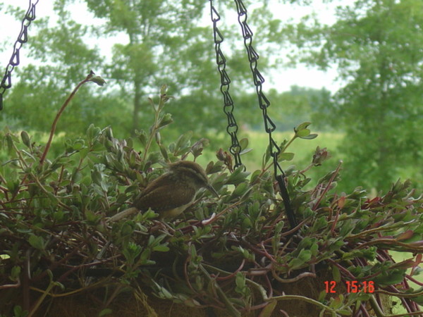 Adult Carolina Wren