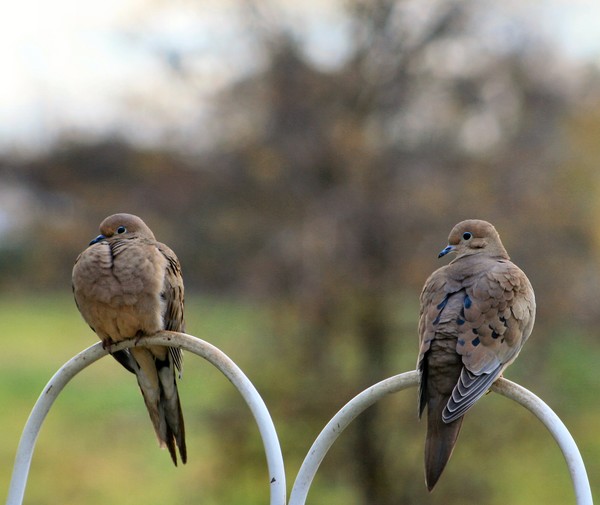 Pair of Doves 3