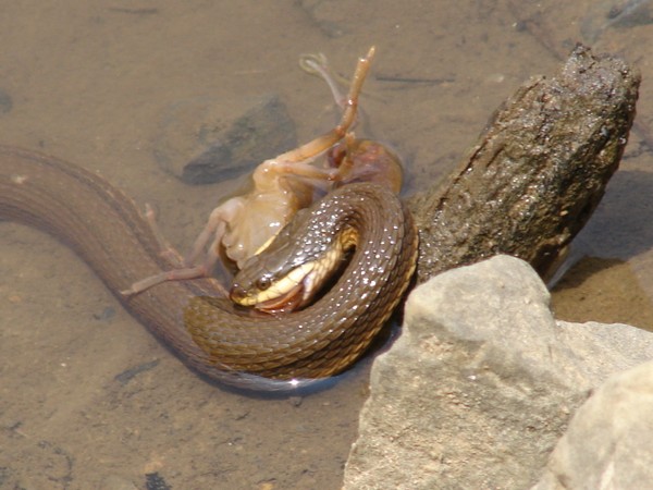 Garter snake eating crayfish 