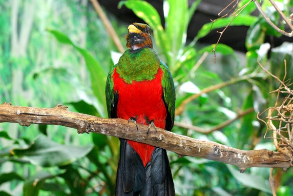 Multi colored Bird
