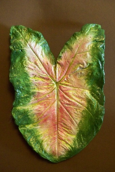 Caladium