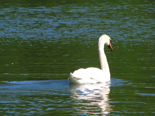 onwards..with grace...THE SWANSERIES2010