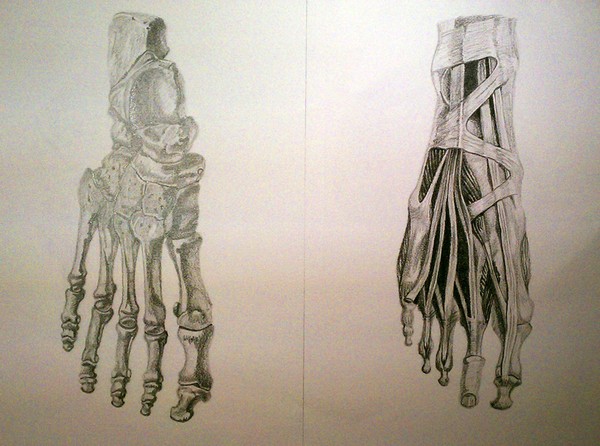 Life Studies - Foot Muscular & Skeletal Structure