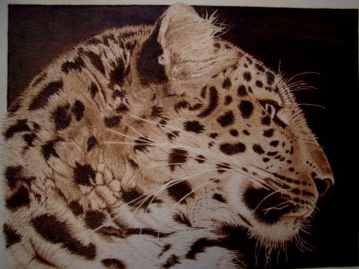 leopard