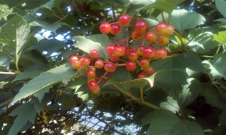 Red berries,good for tea