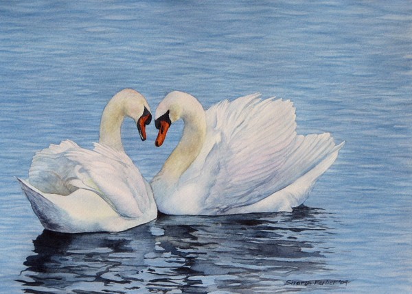 Forever Swans