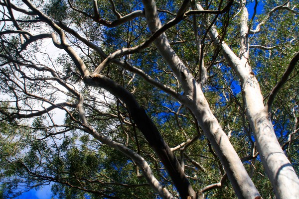 Under the Gum trees