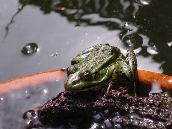 Our garden pond frog