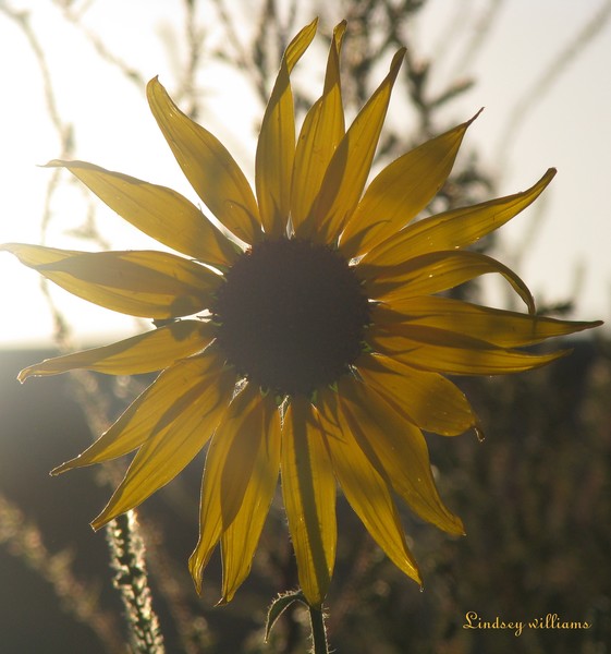 Sun Beam Sun Flower