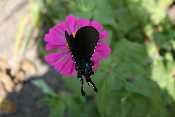 Black with blue butterfly