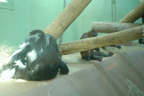 Monkeys at the Zoo 