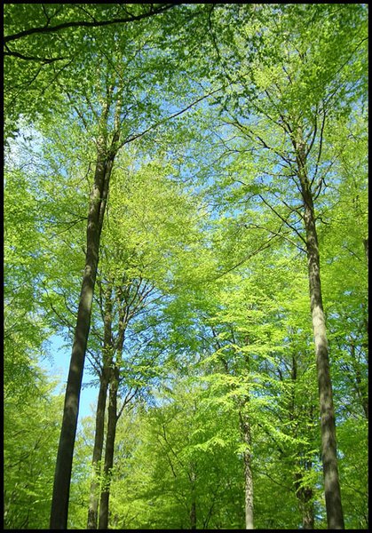 More Beech Wood in Spring