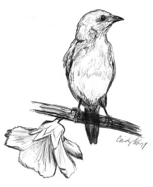 Bluebird in ink