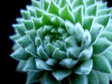 Succulent Geometry