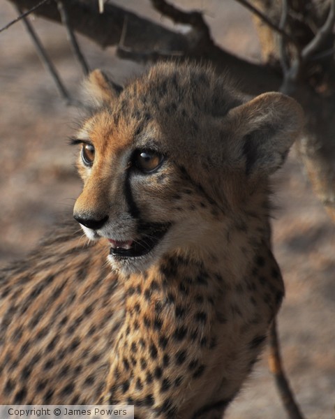 cheetah cubs20