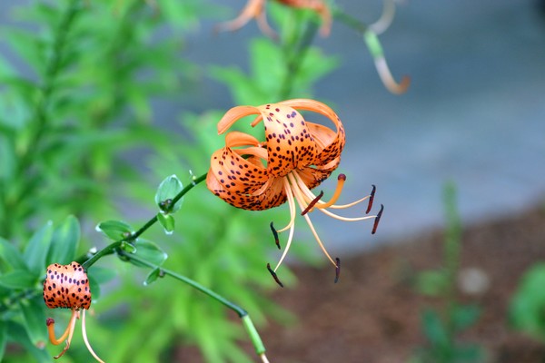 Orange and Black Asiatic Lilly closeup